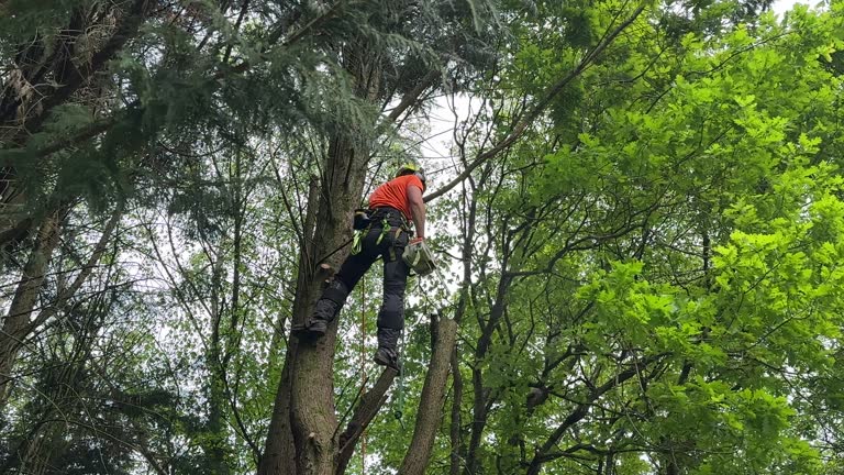 Seasonal Cleanup (Spring/Fall) in New Roads, LA